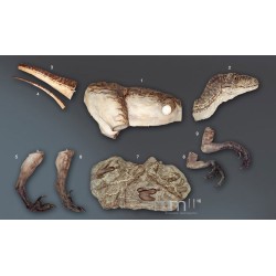 Deinonychus RA-2 (Raptor) Statue Taille Réelle Oxmox